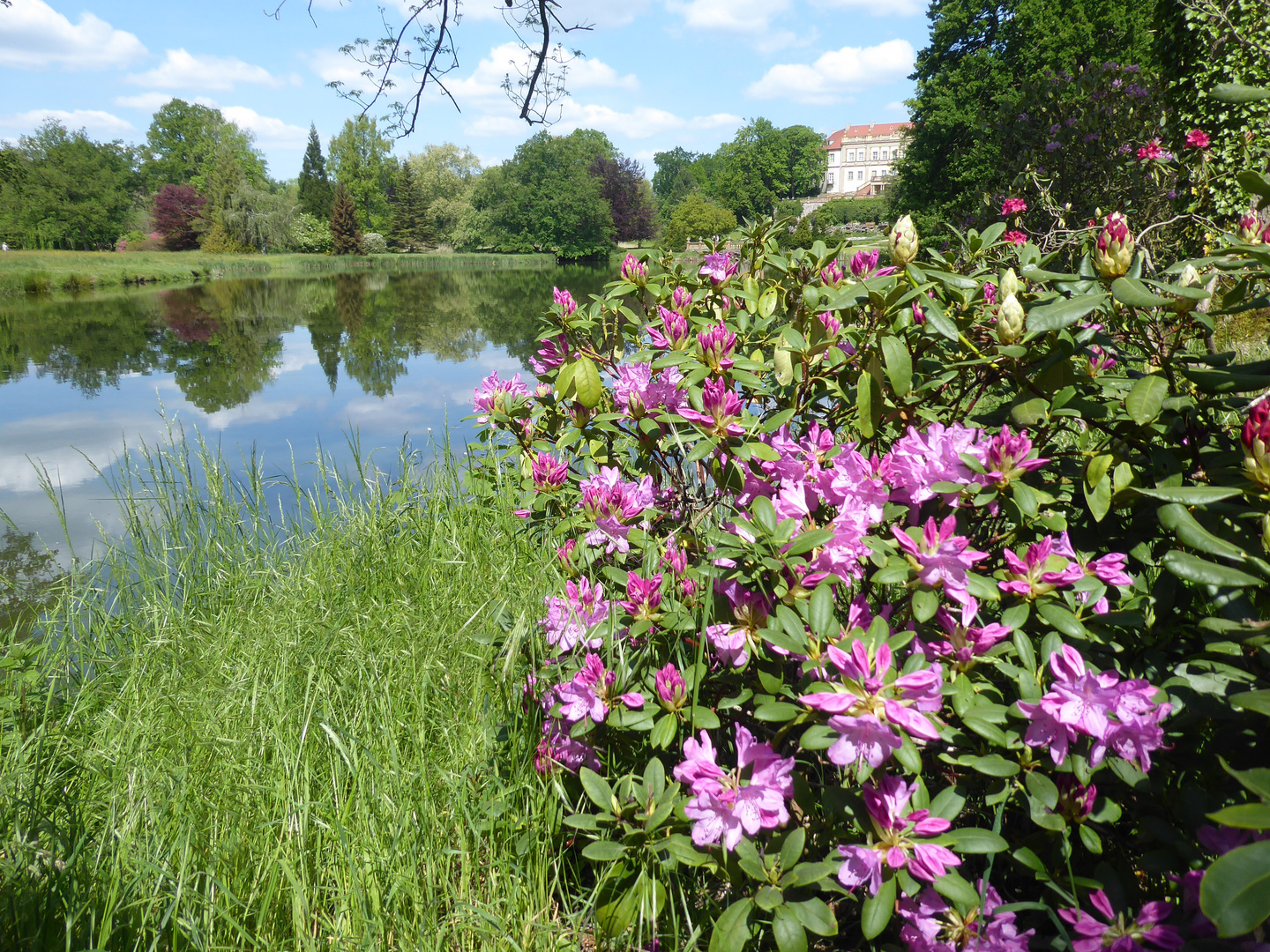 Rhododendronblüte im Wiesenburger Park