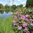 Rhododendronblüte im Wiesenburger Park