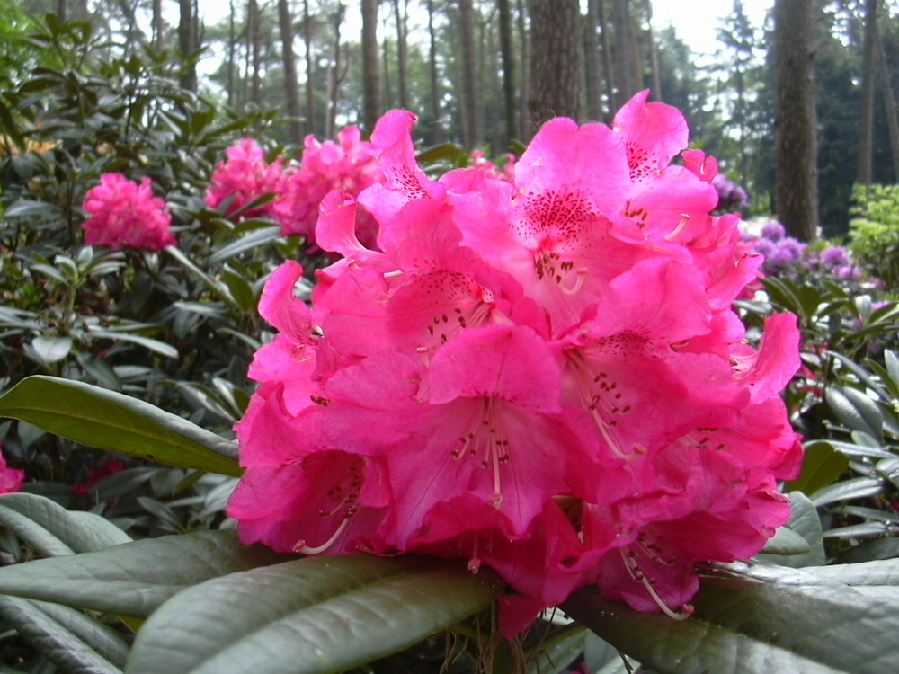 Rhododendronblüte in Bad Zwischenahn