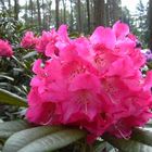 Rhododendronblüte in Bad Zwischenahn