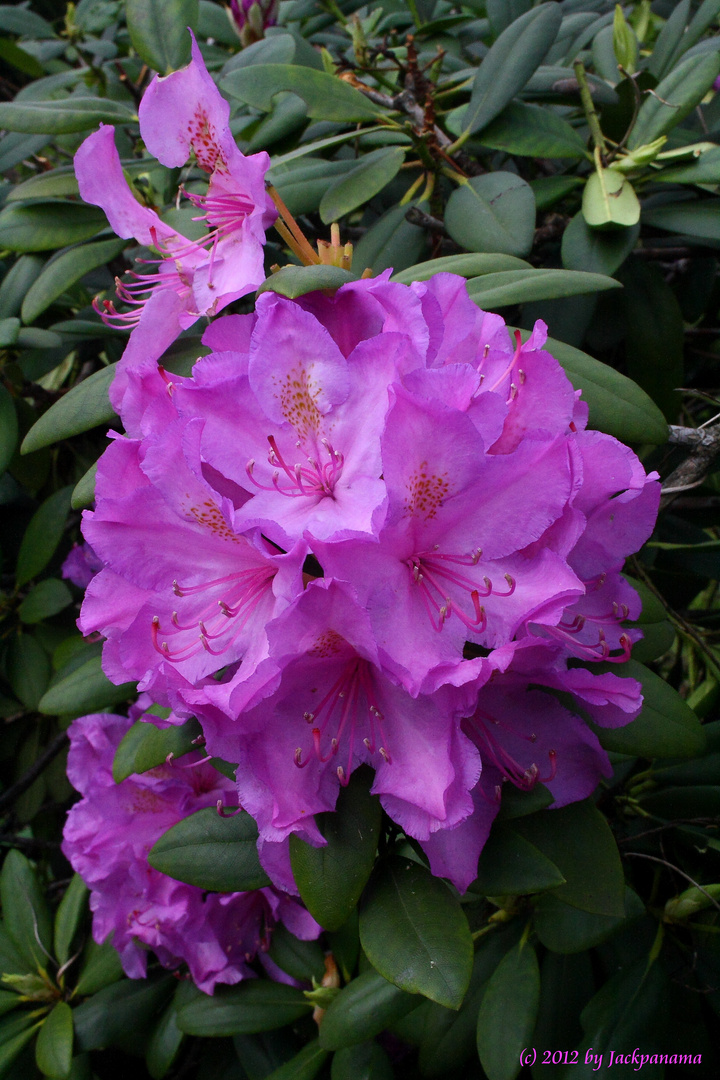 Rhododendronblüte in der Baumschule in Schermbeck - Bricht (2)