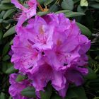 Rhododendronblüte in der Baumschule in Schermbeck - Bricht (2)