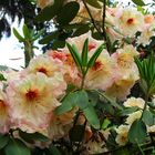 Rhododendronblüte in der Baumschule in Schermbeck - Bricht (3)