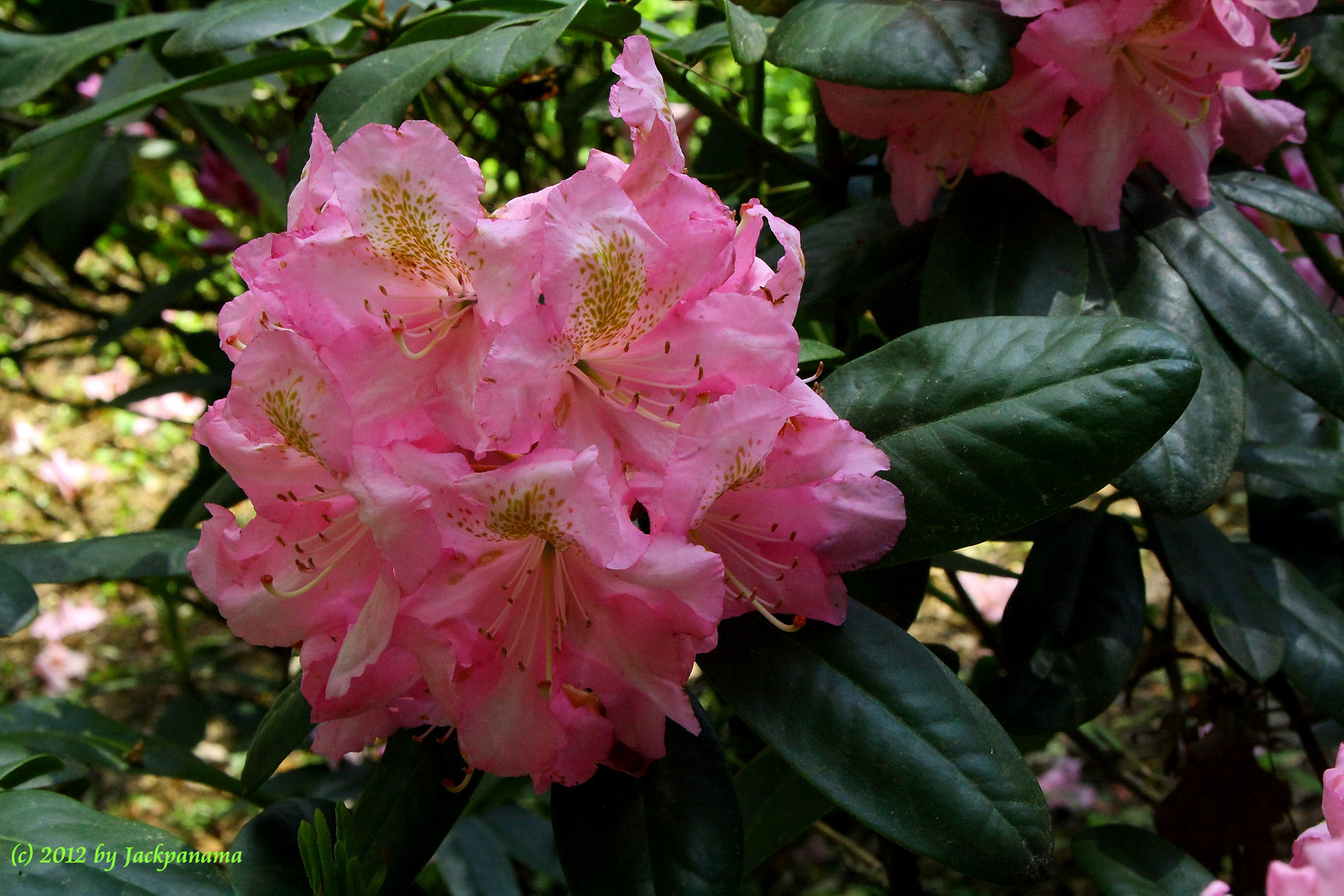 Rhododendronblüte in der Baumschule in Schermbeck - Bricht (6)