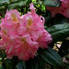 Rhododendronblüte in der Baumschule in Schermbeck - Bricht (6)