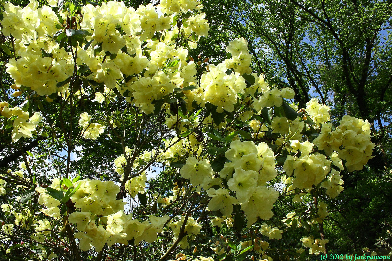 Rhododendronblüte in der Baumschule in Schermbeck - Bricht (7)