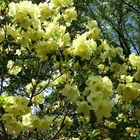 Rhododendronblüte in der Baumschule in Schermbeck - Bricht (7)