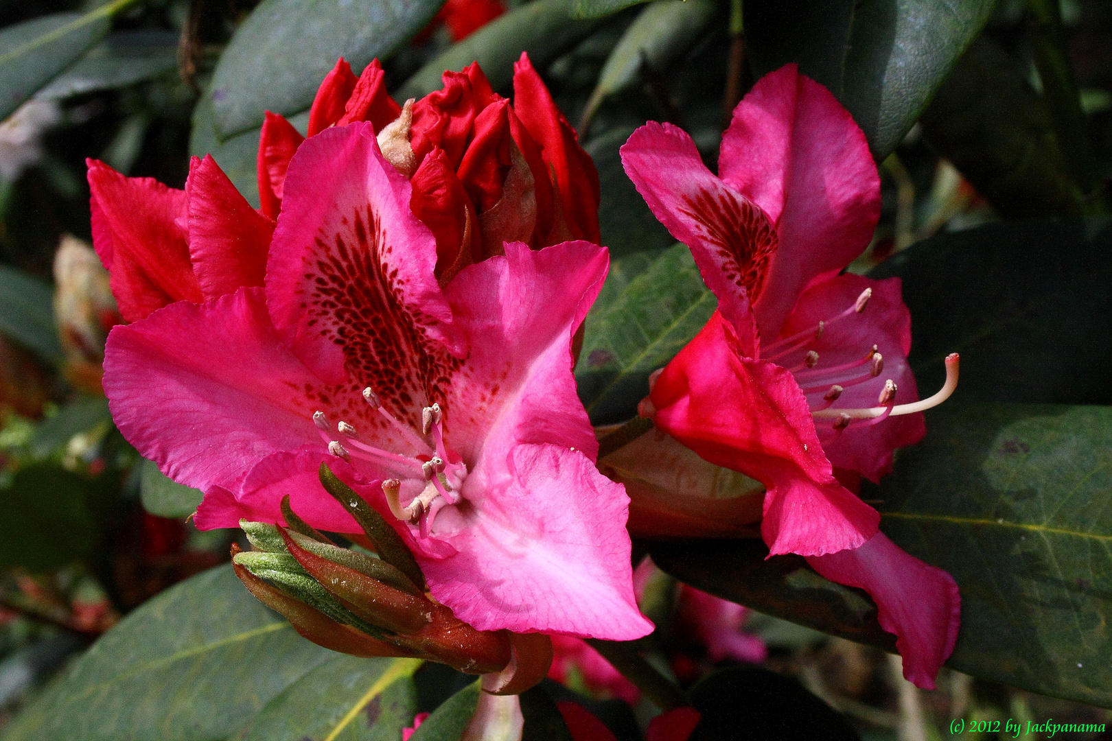 Rhododendronblüte in der Baumschule in Schermbeck - Bricht