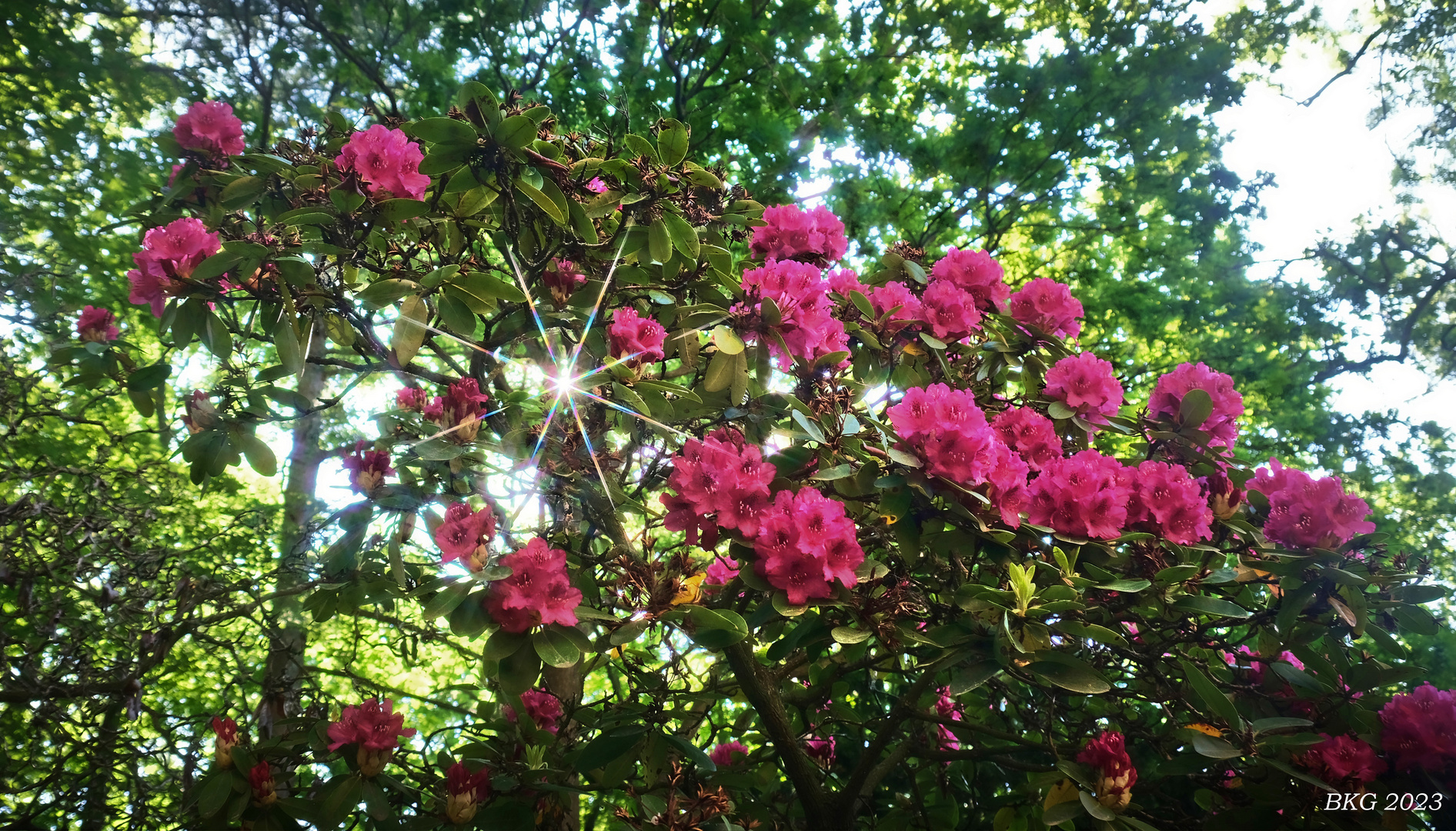 Rhododendronblüte in der Heilanstalt Tannefeld 