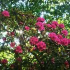 Rhododendronblüte in der Heilanstalt Tannefeld 