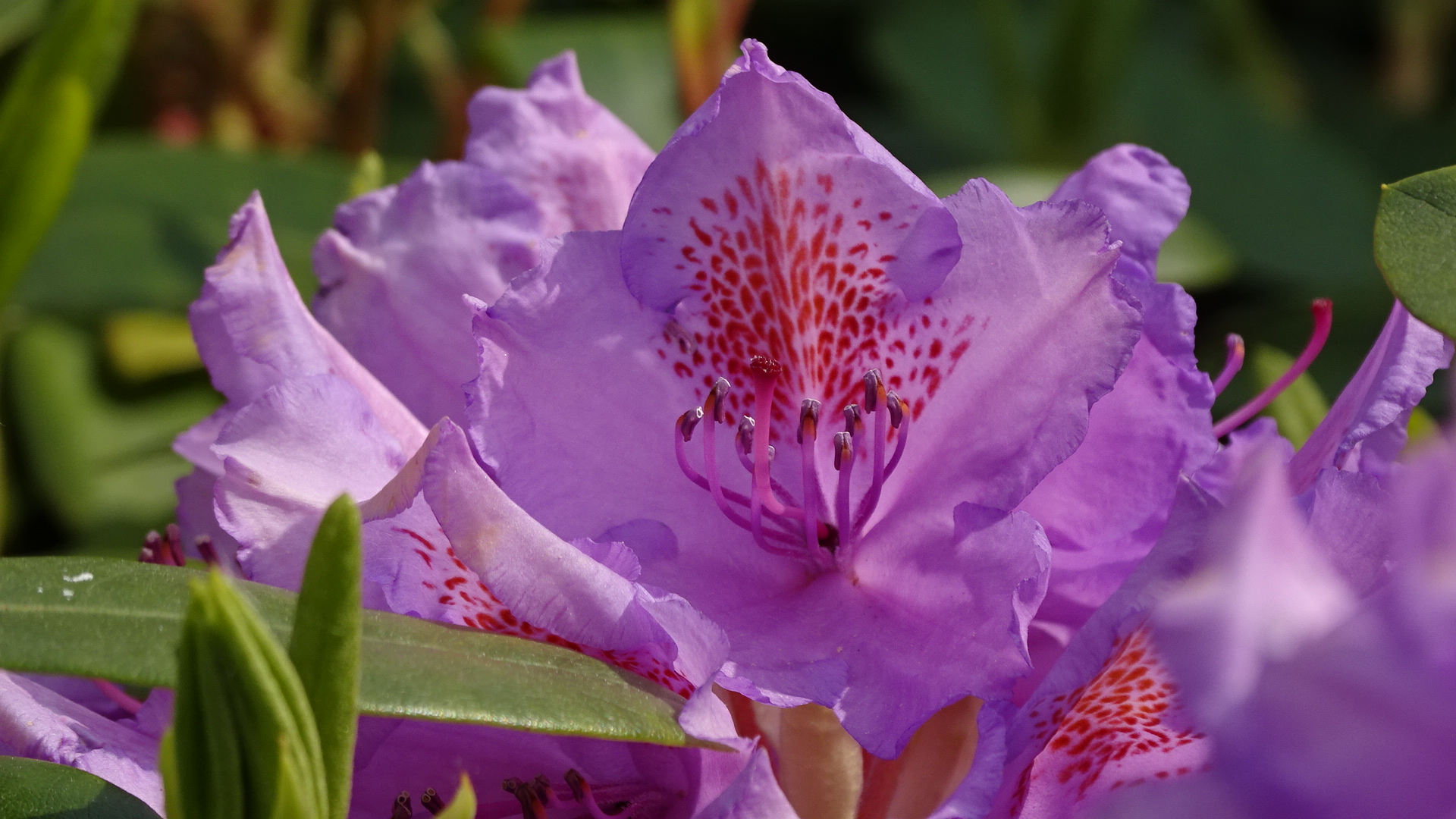 Rhododendronblüte in rot-blau-violetten Farben