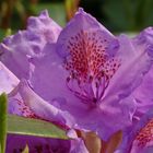 Rhododendronblüte in rot-blau-violetten Farben