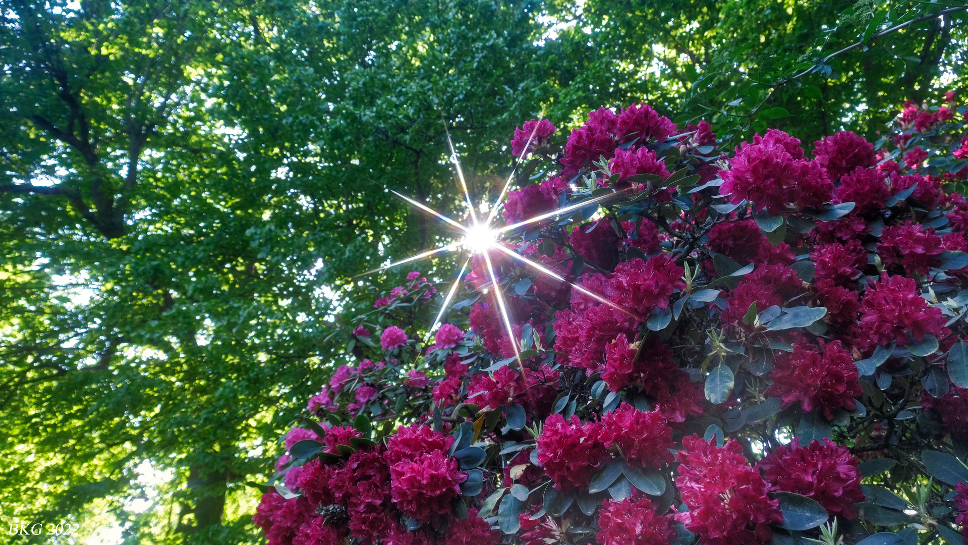 Rhododendronblüte in Tannefeld 