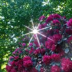 Rhododendronblüte in Tannefeld 