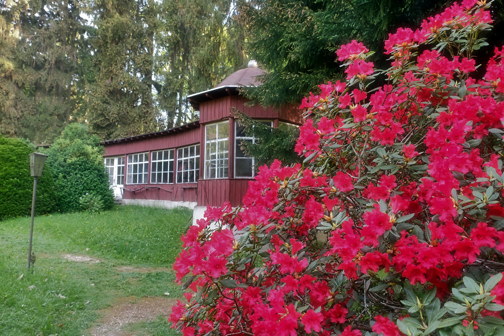 Rhododendronblüte in Tannenfeld 