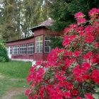 Rhododendronblüte in Tannenfeld 