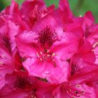Rhododendronblüte in voller Pracht