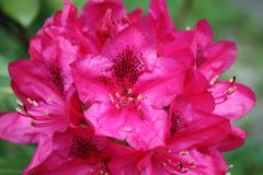 Rhododendronblüte in voller Pracht