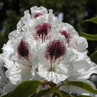 Rhododendronblüte mit dunkelrotem Fleck