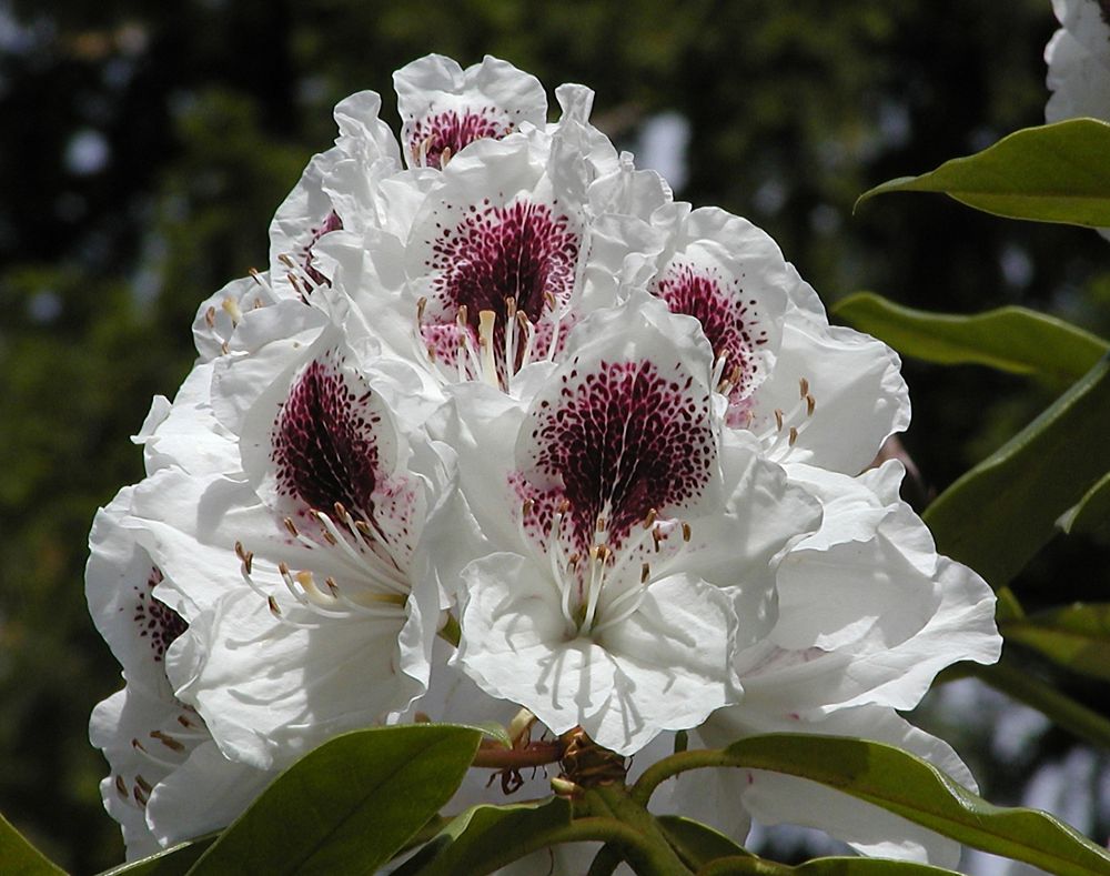 Rhododendronblüte mit dunkelrotem Fleck