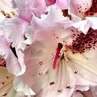 Rhododendronblüte mit Edelsteinen 