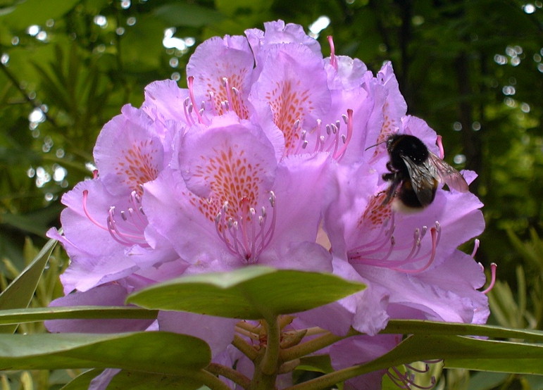 Rhododendronblüte mit Hummel