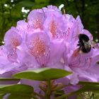 Rhododendronblüte mit Hummel