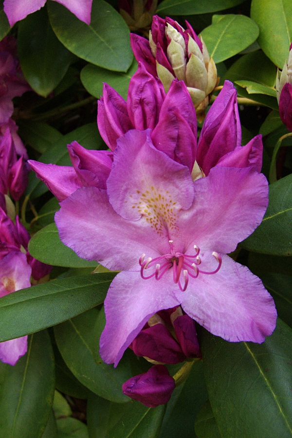 Rhododendronblüte mit Knospen