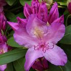 Rhododendronblüte mit Knospen