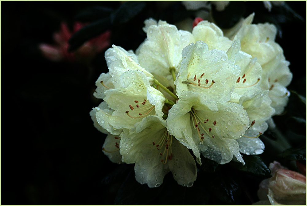 Rhododendronbluete mit Regentropfen