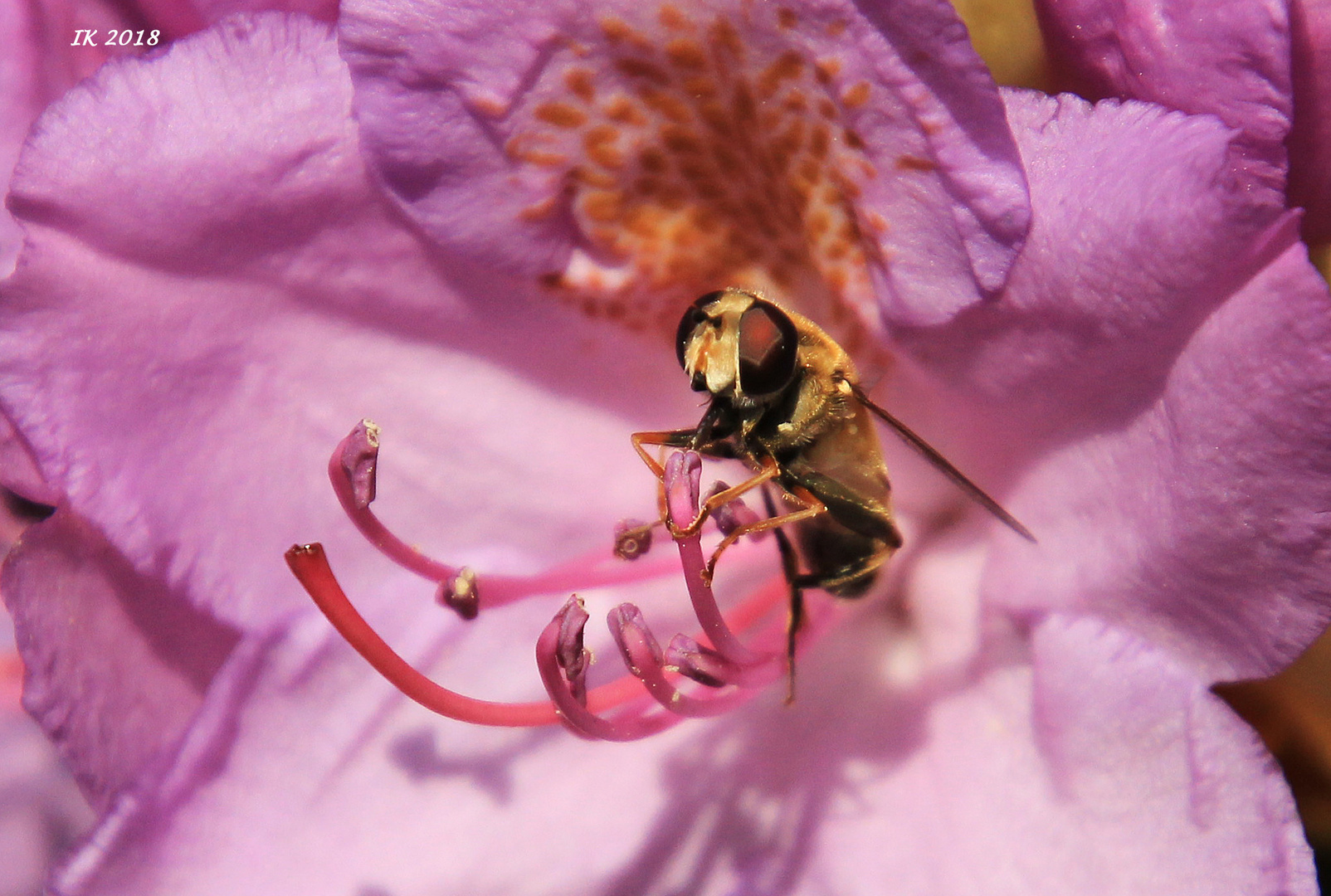 Rhododendronblüte mit Sumse.....