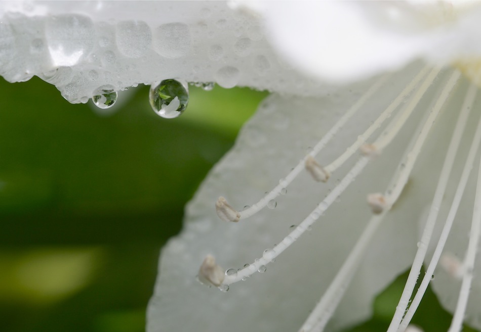 Rhododendronblüte mit Wassertropfen