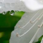 Rhododendronblüte mit Wassertropfen