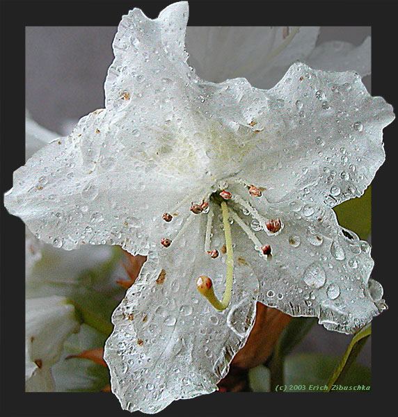 Rhododendronblüte nach kurzer Abkühlung