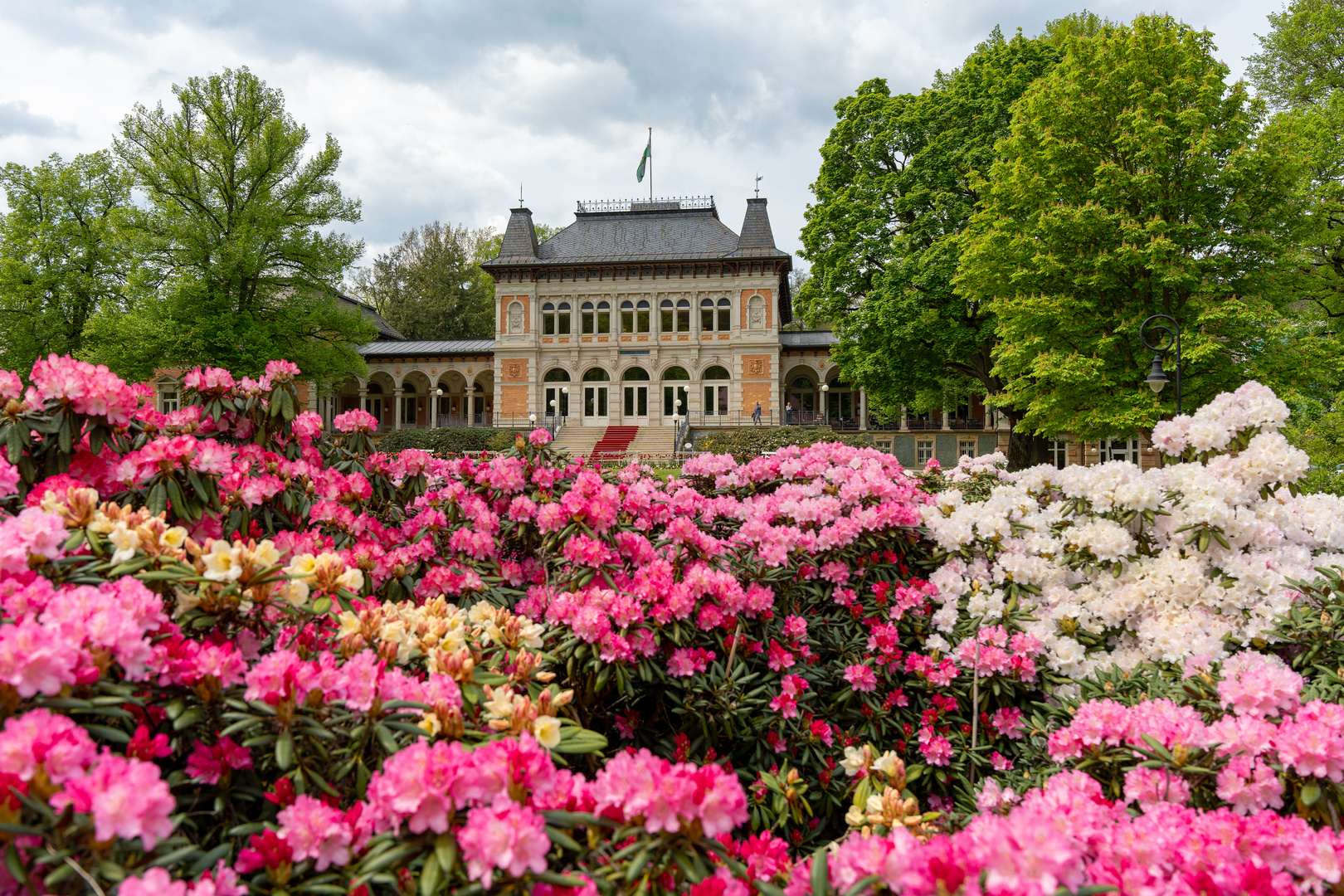 Rhododendronblüte und der Rote Teppich