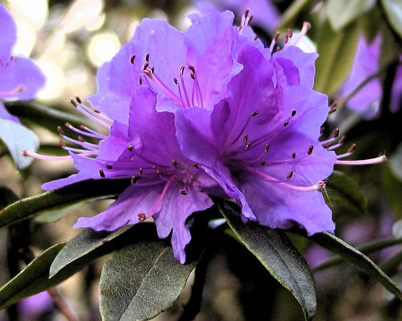 Rhododendronblüte, violett