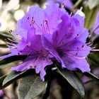 Rhododendronblüte, violett