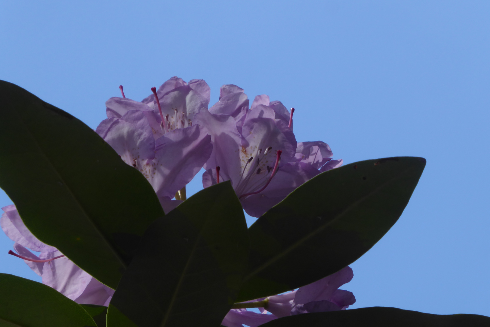 Rhododendronblüte vor blue Sky