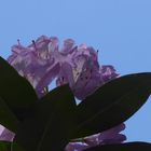 Rhododendronblüte vor blue Sky