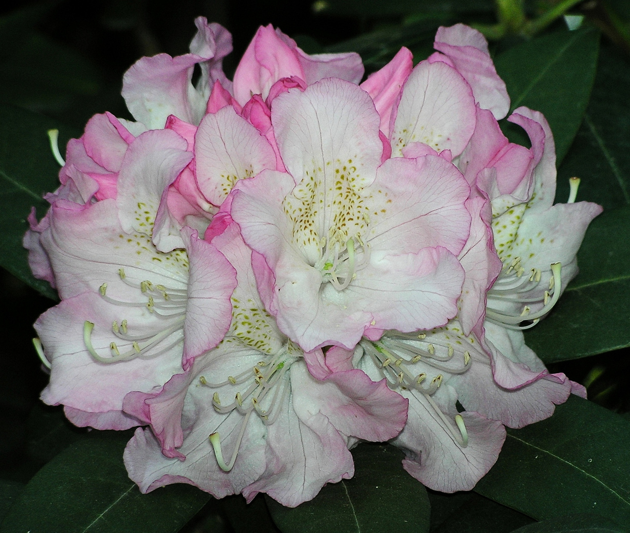 Rhododendronblüte, weißrosa, etwas gemustert