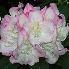 Rhododendronblüte, weißrosa, etwas gemustert