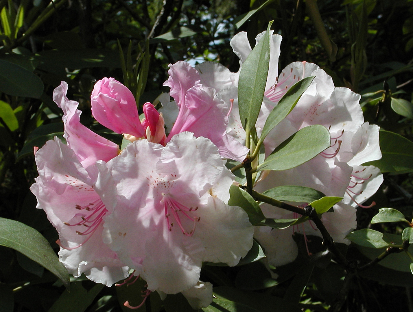 Rhododendronblüte, weißrosa mit Blättern