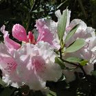 Rhododendronblüte, weißrosa mit Blättern