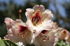 Rhododendronblüten