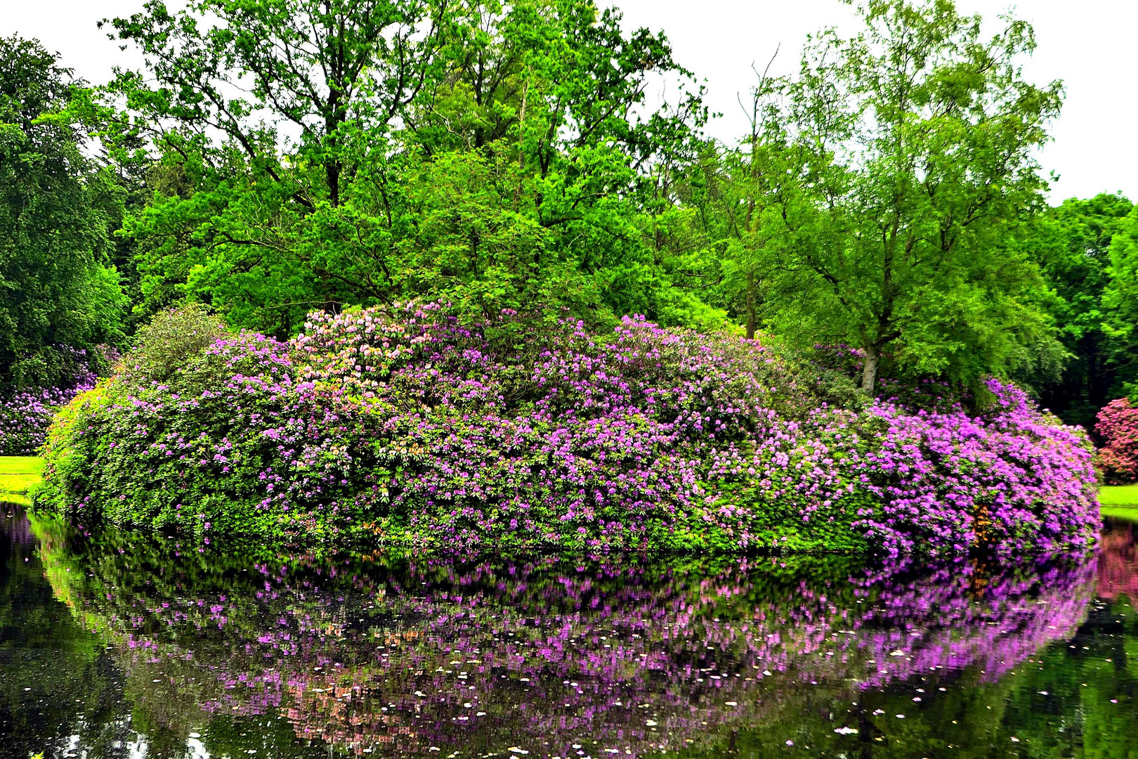 Rhododendronblüten