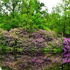 Rhododendronblüten