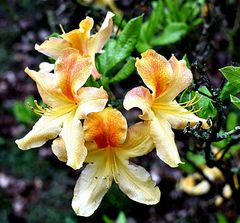 Rhododendronblüten (1)