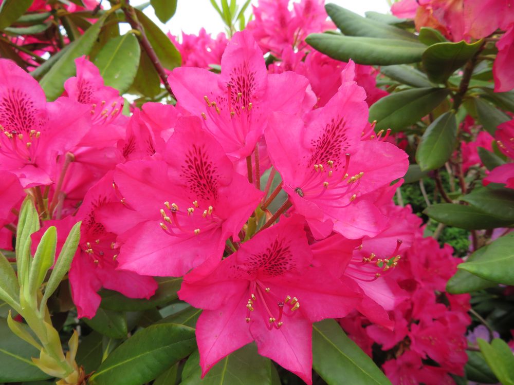 Rhododendronblüten 1