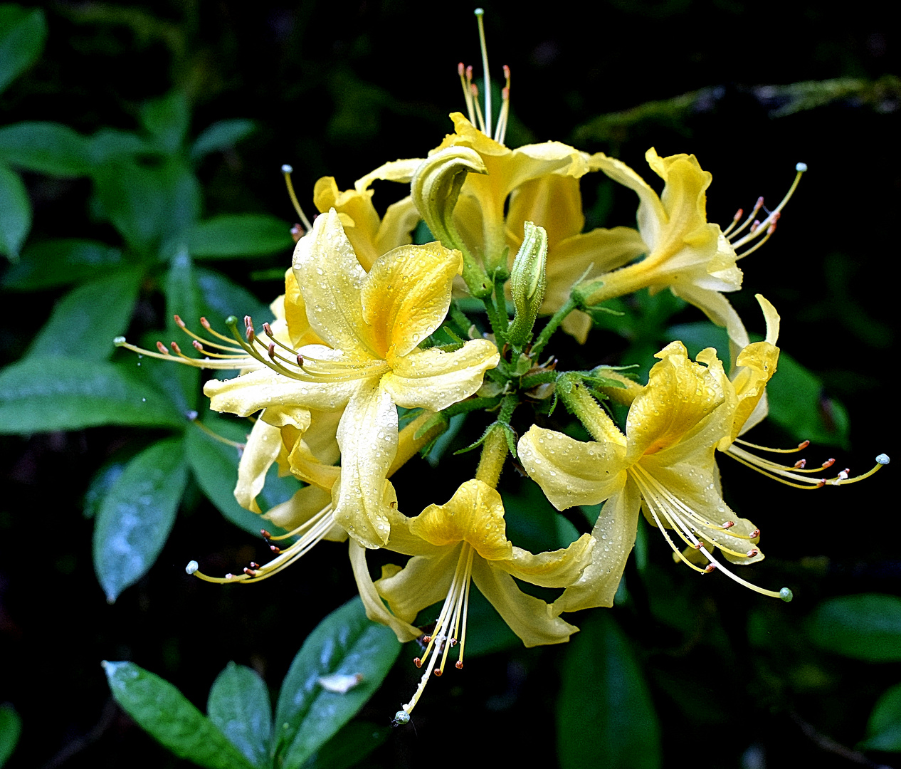 Rhododendronblüten (2)