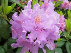 Rhododendronblüten  2